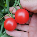 'Sweet Ruby Gem' Tomato Seeds -  Hybrid Cherry Tomato, Pink Round Fruit, High Yield, Resilient