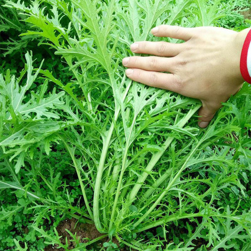 Small-leaved Potherb Mustard Seeds | High-Yield, Nutritious Greens, Late-Bolting Variety for Pickling, Stir-fries & Salads