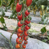 'Royal Pearl Peanut' Tomato Seeds - High-Yield, Sweet Fruit, Long Shelf Life