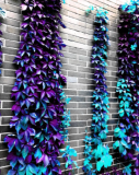 Ivy Plants Outdoor Creepers Boston Ivy Seeds (Color: Mixed)
