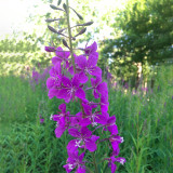 Easy-Grow Fireweed Seeds - Pollinator-Friendly, Edible Shoots, Cold-Tolerant Perennial for Home Gardens