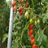 'Royal Pearl Peanut' Tomato Seeds - High-Yield, Sweet Fruit, Long Shelf Life