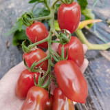 'Royal Pearl Peanut' Tomato Seeds - High-Yield, Sweet Fruit, Long Shelf Life