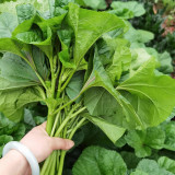 Chinese Mallow Seeds - Nutritious, High Calcium, Cold-Tolerant for Cut-and-Come-Again Winter Greens