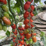'Royal Pearl Peanut' Tomato Seeds - High-Yield, Sweet Fruit, Long Shelf Life