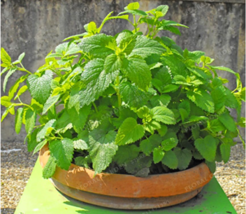 Lemon Balm Herb Seed for Home Garden Easy Grow