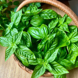 Giant Leaf Basil Seeds - Extra Large Aromatic Leaves for Culinary & Medicinal Use