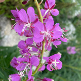 Easy-Grow Fireweed Seeds - Pollinator-Friendly, Edible Shoots, Cold-Tolerant Perennial for Home Gardens