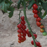 'Sweet Ruby Gem' Tomato Seeds -  Hybrid Cherry Tomato, Pink Round Fruit, High Yield, Resilient