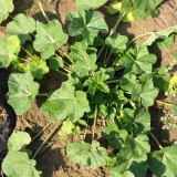 Chinese Mallow Seeds - Nutritious, High Calcium, Cold-Tolerant for Cut-and-Come-Again Winter Greens
