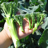 Green Sprouting Broccoli No.2 Hybrid Seeds - High Quality Small Florets Broccoli, Early Harvest, High Yield, Easy to Harvest & Process