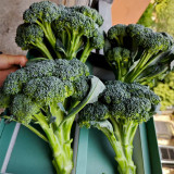 Green Sprouting Broccoli No.2 Hybrid Seeds - High Quality Small Florets Broccoli, Early Harvest, High Yield, Easy to Harvest & Process