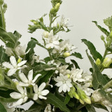 White Tweedia Seeds - Rare Pure White Southern Star Flower for Wedding Bouquets
