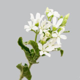 White Tweedia Seeds - Rare Pure White Southern Star Flower for Wedding Bouquets
