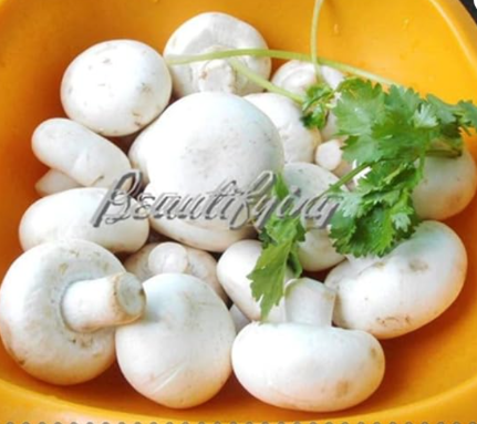 Mushrooms Vegetable Seeds Easy Growing Garden - (Color: 5)