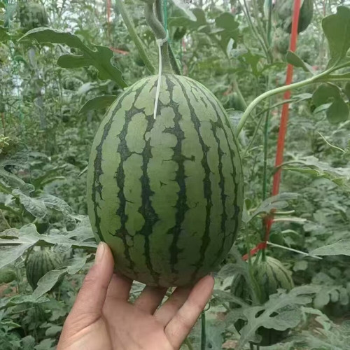 'Super Sweet 2K' Watermelon Seeds - Thin Rind, Sweet Red Flesh Melon for Gifting