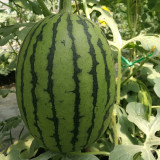 'Super Sweet 2K' Watermelon Seeds - Thin Rind, Sweet Red Flesh Melon for Gifting