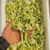 Sweet & Crisp Sprouting Cauliflower No.1 Hybrid Seeds - Early Maturing, High Yield, Multiple Harvests