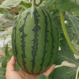 'Super Sweet 2K' Watermelon Seeds - Thin Rind, Sweet Red Flesh Melon for Gifting