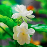 Jasmine Flower Seeds Fragrant Plant Arabian Jasmine