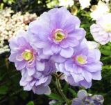 Rare Geranium Seeds Summer Skies Pelargonium Perennial Flower (Color: 1)