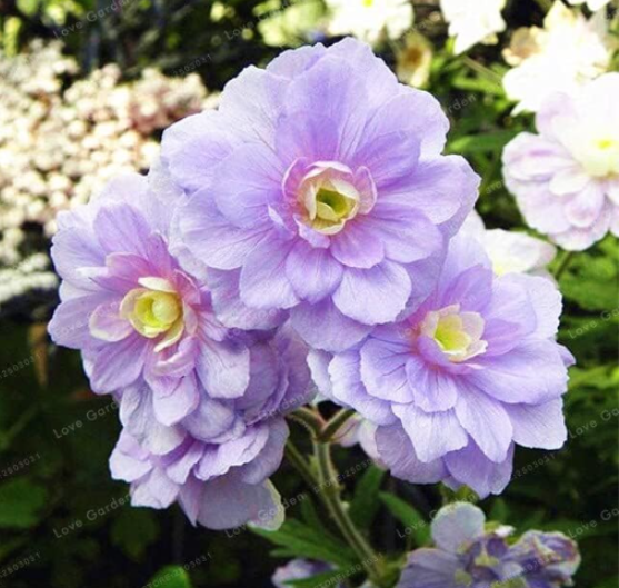 Rare Geranium Seeds Summer Skies Pelargonium Perennial Flower (Color: 1)