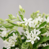 White Tweedia Seeds - Rare Pure White Southern Star Flower for Wedding Bouquets