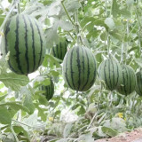 'Super Sweet 2K' Watermelon Seeds - Thin Rind, Sweet Red Flesh Melon for Gifting