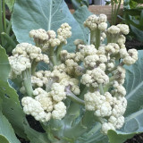 Sweet & Crisp Sprouting Cauliflower No.1 Hybrid Seeds - Early Maturing, High Yield, Multiple Harvests