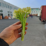 Sweet & Crisp Sprouting Cauliflower No.1 Hybrid Seeds - Early Maturing, High Yield, Multiple Harvests