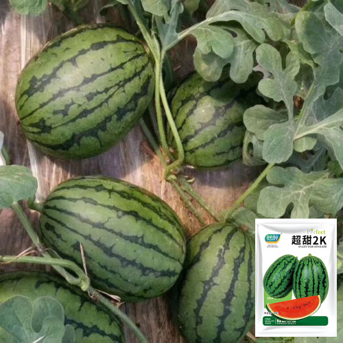 'Super Sweet 2K' Watermelon Seeds - Thin Rind, Sweet Red Flesh Melon for Gifting