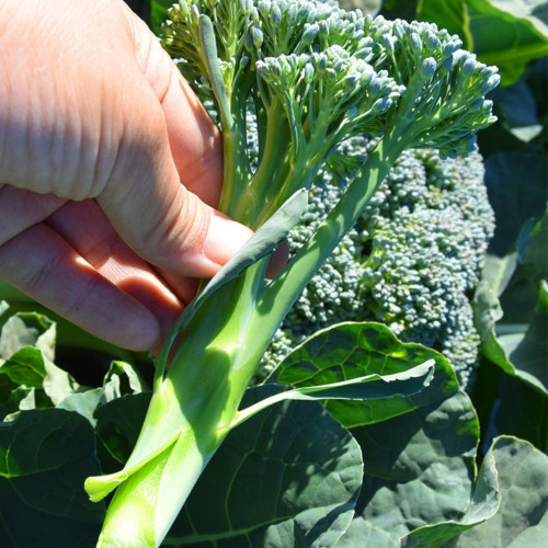 Green Sprouting Broccoli No.2 Hybrid Seeds - High Quality Small Florets Broccoli, Early Harvest, High Yield, Easy to Harvest & Process