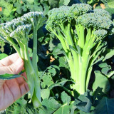 Green Sprouting Broccoli No.2 Hybrid Seeds - High Quality Small Florets Broccoli, Early Harvest, High Yield, Easy to Harvest & Process