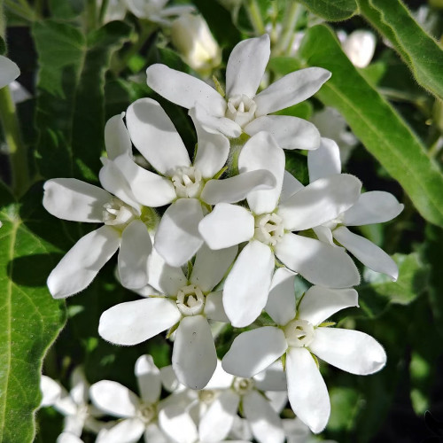 White Tweedia Seeds - Rare Pure White Southern Star Flower for Wedding Bouquets