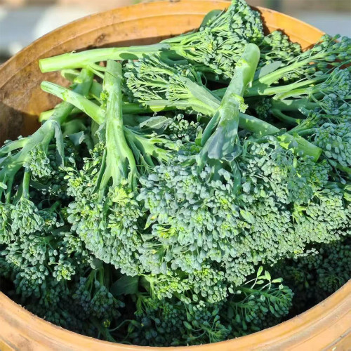 Green Sprouting Broccoli No.2 Hybrid Seeds - High Quality Small Florets Broccoli, Early Harvest, High Yield, Easy to Harvest & Process