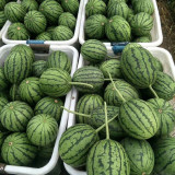 'Super Sweet 2K' Watermelon Seeds - Thin Rind, Sweet Red Flesh Melon for Gifting