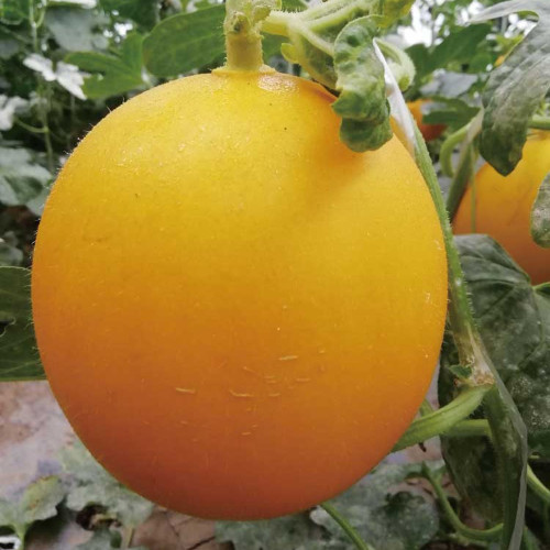 Hongyu Melon Seeds – High-Sugar Sweet Melon Variety with Orange Skin & Flesh