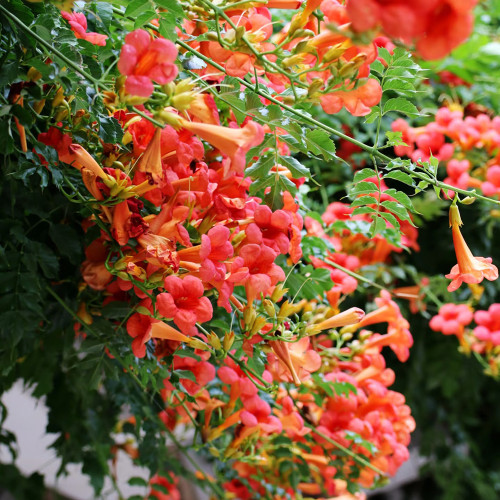 Chinese Trumpet Vine Seeds - Orange Red Trumpet Shaped Flowers, Fast Growing Climber for Fences & Trellis