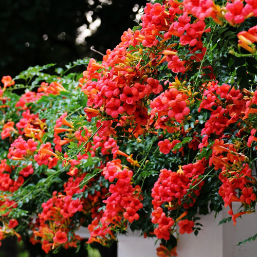 Chinese Trumpet Vine Seeds - Orange Red Trumpet Shaped Flowers, Fast Growing Climber for Fences & Trellis