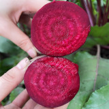 ALTO Long-shaped Red Garden Beet Seeds - Vigorous Growth & High Yield, Superior Flavor, for Processing & Fresh Eating