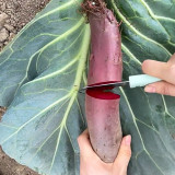 ALTO Long-shaped Red Garden Beet Seeds - Vigorous Growth & High Yield, Superior Flavor, for Processing & Fresh Eating