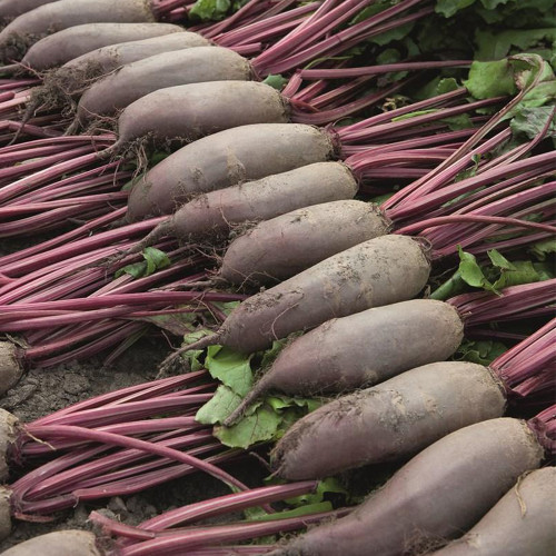 ALTO Long-shaped Red Garden Beet Seeds - Vigorous Growth & High Yield, Superior Flavor, for Processing & Fresh Eating