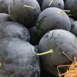 'Golden Obsidian' Seedless Watermelon Seeds - Black Rind, Yellow Flesh, High Sweetness