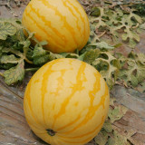 'Jinling 03 Golden' Watermelon Seeds - Round Shape, Tender Flesh, High Brix, 200 Premium Seeds