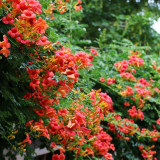 Chinese Trumpet Vine Seeds - Orange Red Trumpet Shaped Flowers, Fast Growing Climber for Fences & Trellis