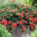 Chinese Trumpet Vine Seeds - Orange Red Trumpet Shaped Flowers, Fast Growing Climber for Fences & Trellis