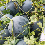 'Obsidian Sweet' Black Seedless Watermelon Seeds - Jet-Black Rind, Red Flesh