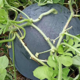 'Golden Obsidian' Seedless Watermelon Seeds - Black Rind, Yellow Flesh, High Sweetness