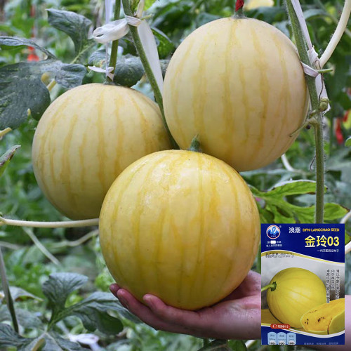 'Jinling 03 Golden' Watermelon Seeds - Round Shape, Tender Flesh, High Brix, 200 Premium Seeds