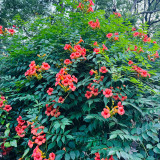 Chinese Trumpet Vine Seeds - Orange Red Trumpet Shaped Flowers, Fast Growing Climber for Fences & Trellis